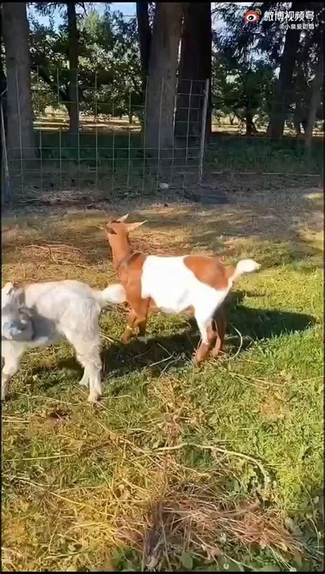 Top 10 fainting goats funny fainting goats – Artofit