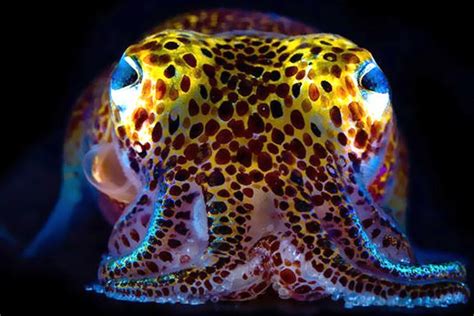 The Hawaiian Bobtail Squid and its Crazy Tricks | Featured Creature