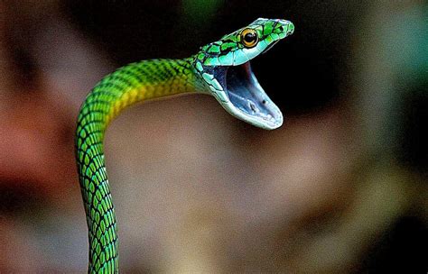 Green Snake Mamba Snake Wallpaper | Photo Wallpapers