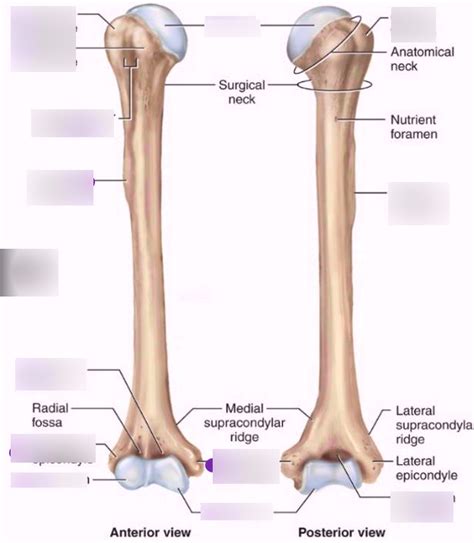 Humerus Posterior View