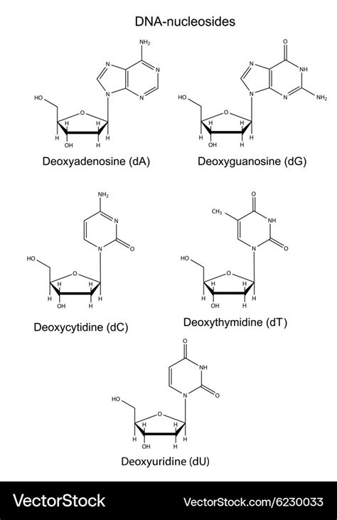 Dna Chemistry