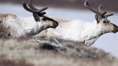 Caribou and Muskoxen Buffer Climate Impacts for Rare Plants | College ...