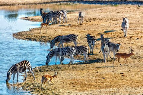 África Safaris: Una Visita a la Vida Natural Salvaje de sus Animales