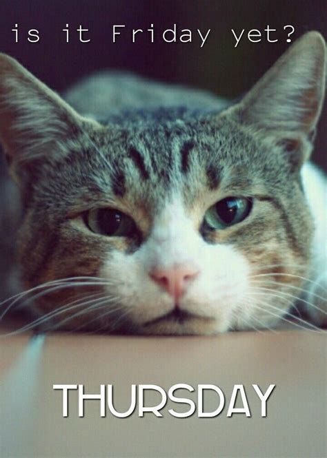 Pin by Valerie Anderson on Cats in 2020 | Thursday meme, Thursday humor, Good morning thursday