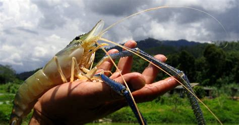 Giant river prawns: a fresh approach for global shrimp farming? | The Fish Site