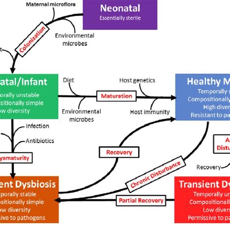 (PDF) The Gastrointestinal Microbiome: A Review