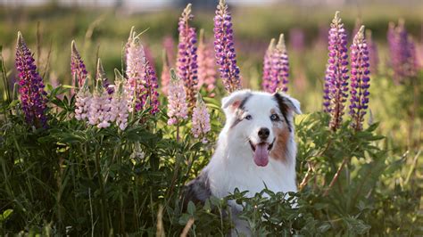 How To Grow And Take Care Of A Lupine Plant