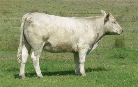 Heifer | Meaning, Cow, Animal, Calf, & Facts | Britannica