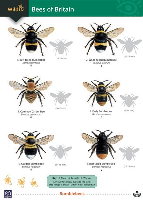 Guide to bees of Britain