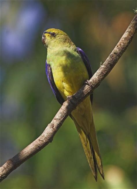 Birds in Tasmania: Tasmanian Species List