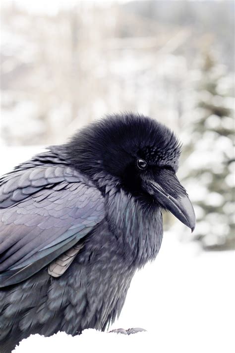 Winter Raven | Shutterbug