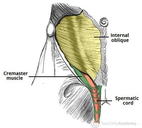 Pin on anatomy