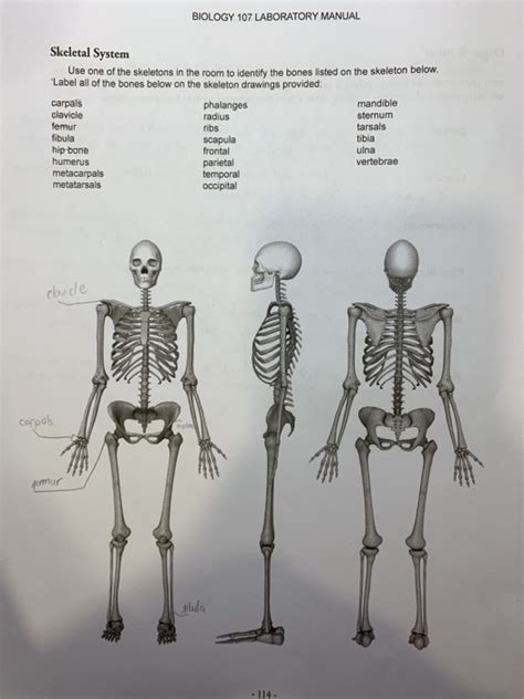 Solved BIOLOGY 107 LABORATORY MANUAL Skeletal System Use one | Chegg.com | Chegg.com