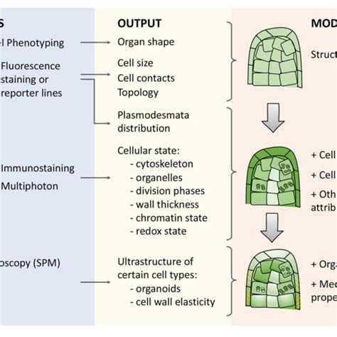 | Types of microscopy techniques, their outputs, and meanings for... | Download Scientific Diagram