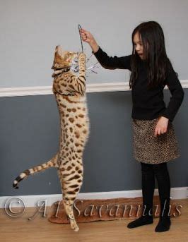 A1 Savannahs Cat - want | Savannah cat, Savannah chat, Bengal cat