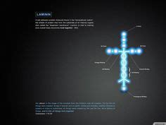 Laminin.. shape of a cross.. for we are made as Christ. It's truly amazing. Colossians 1 15 ...