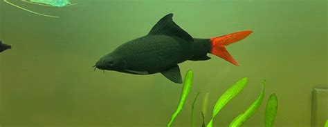 Red Tail Shark - An Eye-Catching Freshwater Fish Guide