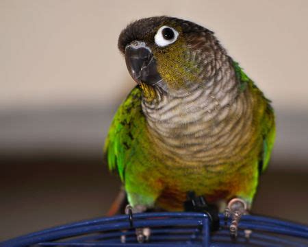 What is the minimum cage size for a Green Cheek Conure? - Windy City Parrot