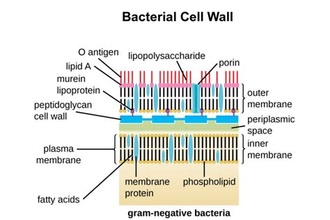 Gram Positive vs. Gram Negative Bacteria