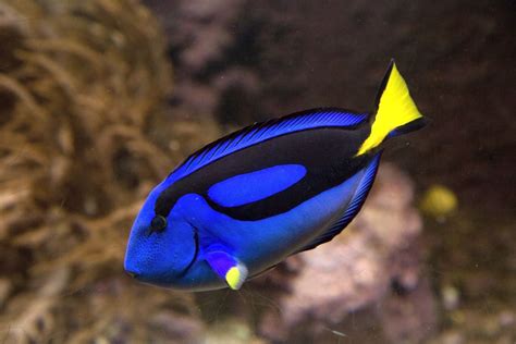 Regal Tang | Animals | Discover | Blue Planet Aquarium