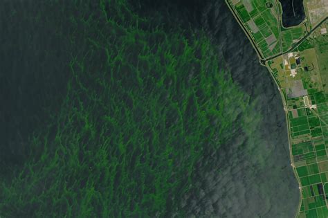 Florida Algae Bloom: See Satellite Images | TIME