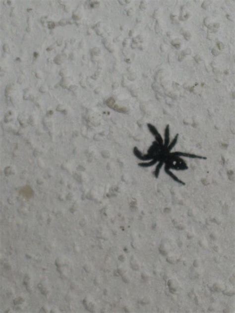 Black Spider With White Spots On Back