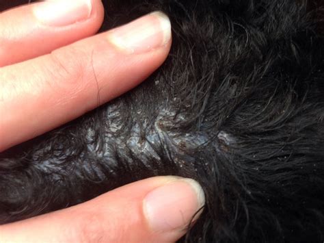 scabby/scaly patch on back/hip | Poodle Forum