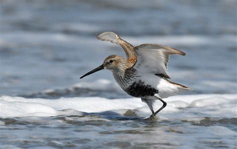 Dunlin in Breeding Plumage | Bodega Bay | Rick LeBaudour | Flickr