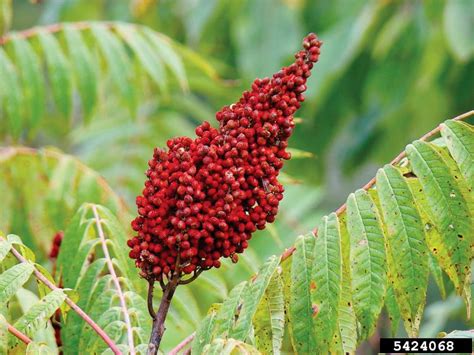 Smooth Sumac Control | Missouri Department of Conservation