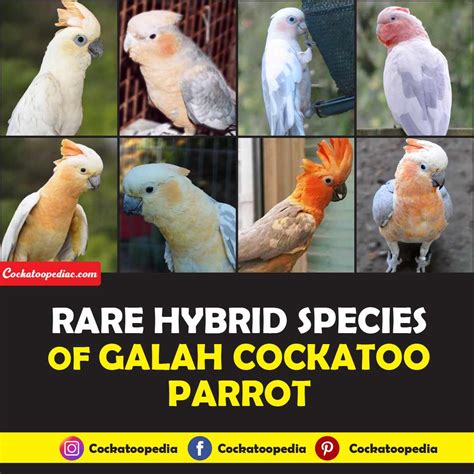 Galah Cockatoo Hybrid Species