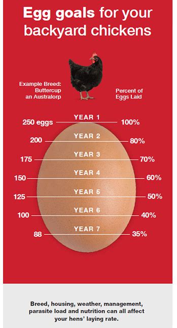 How egg production is affectede by age| Purina Animal Nutrition