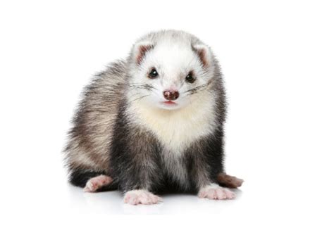 Fat Ferrets: What You Need to Know about Ferrets and Weight Gain ...