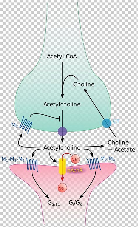 The Cholinergic Synapse Acetylcholine Neurotransmitter PNG, Clipart, Acetylcholine ...