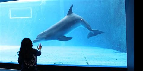 Here's How Some Dolphins End Up In Aquariums - Videos - The Dodo