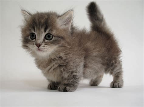 Munchkin Cat History, Personality, Appearance, Health and Pictures