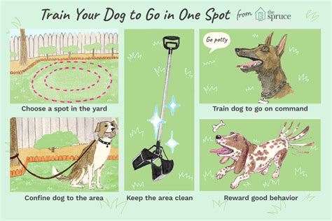 How to Train Your Dog to Go Potty in One Spot