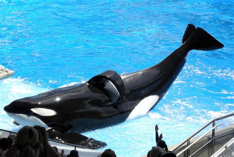 'Blackfish' Whale Tilikum Dead at 36 | Exclaim!