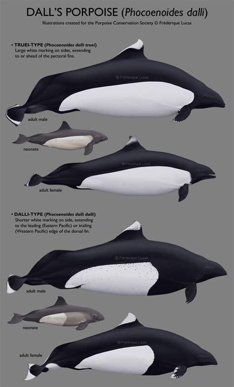 Dall's porpoise (Phocoenoides dalli) by namu-the-orca on DeviantArt