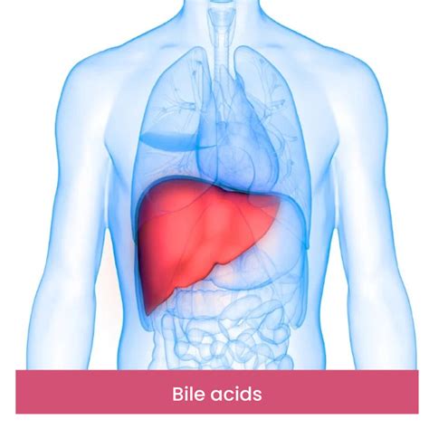 Bile acids - India IVF Clinic