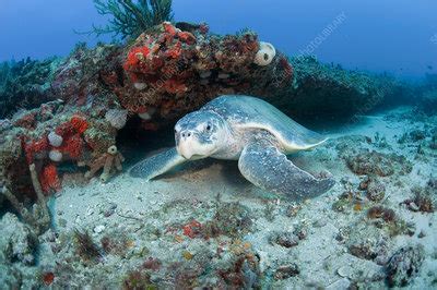 Kemp's Ridley Sea Turtle - Stock Image - C011/7959 - Science Photo Library