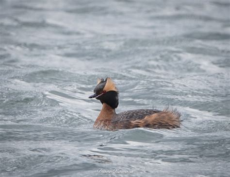 Wetland birds on Behance