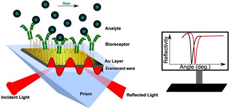 Biosensors | Free Full-Text | Strategies for Surface Design in Surface Plasmon Resonance (SPR ...