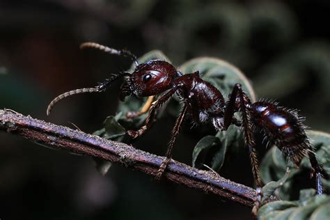 Most Dangerous Insects In The World - WorldAtlas