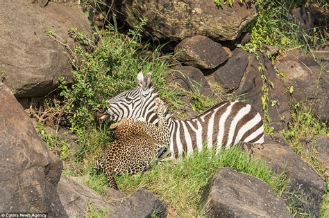 Doomed zebra becomes lunch for a leopard AND a crocodile after getting trapped between the two ...