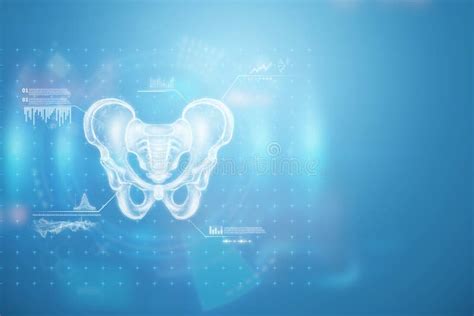 Hologram, Ultrasound Image, Anterior View of the Male Pelvis, Sacrum ...