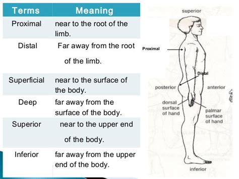 Distal And Proximal Definition