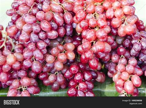 Red Wine Grapes Image & Photo (Free Trial) | Bigstock