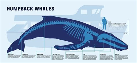 Start planning your Whale Watching experience on the Sunshine Coast