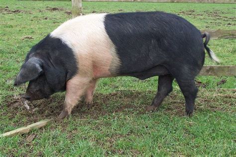 saddleback sow | Farm animals, Animals, Pig