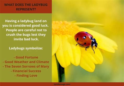 Why Ladybugs are Considered Lucky Symbols